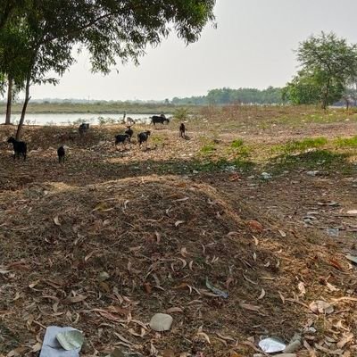 subhomndl's profile picture. a veryveryvery average person