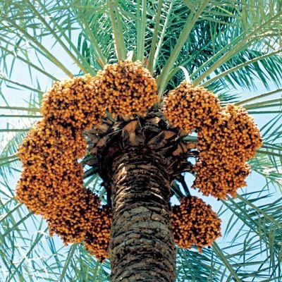 tareq3n's profile picture. 