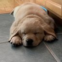 Finn - @AnneBarter1 - Twitter