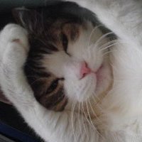 ミユ (@miyu_coco_mimi) 's Twitter Profile