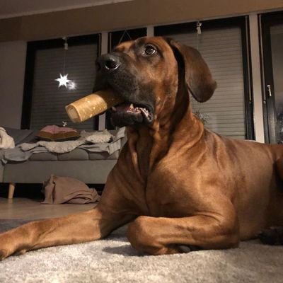 BjornKurtz's profile picture. ...