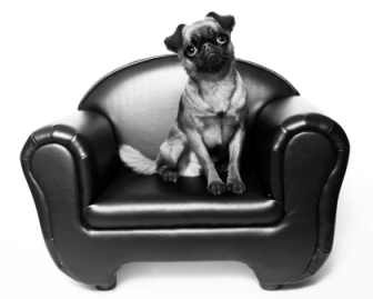 DynamoTheGrif's profile picture. 3 year old Griffon Bruxellois. Apple of mummy's eye and maker of much mischief.