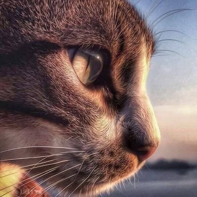 laverdad779's profile picture. 