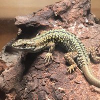 GangloffLabofAmphibianandReptileEcophysiology (@ganglofflab_owu) 's Twitter Profile Photo GangloffLabofAmphibianandReptileEcophysiology (@ganglofflab_owu) 's Twitter Profile Photo