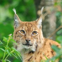 Abschuss-Gesetz - NEIN! (@jagdgesetznein) 's Twitter Profile