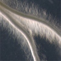 Root Dynamics Group - IBG2 (@ibg2root) 's Twitter Profile