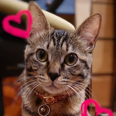 laxmimeguro's profile picture. メインアカウントがロックされていたので仮アカウントで作られたアカウントでした。現在ロックは解除されたので公式アカウント https://t.co/A99KJkThrQ へお手数ですが再フォローお願いします。よろしくお願いいたします。ラクシュミー 目黒