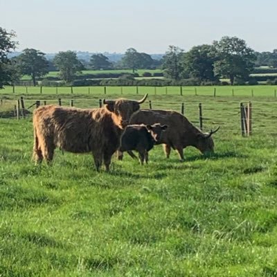 Autumn block calving down the Procross system, with the Motto “I’m here for a good time not a long time “