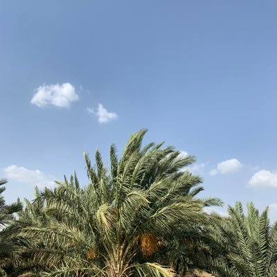 سبحان الله والحمد لله ولا إله إلا الله