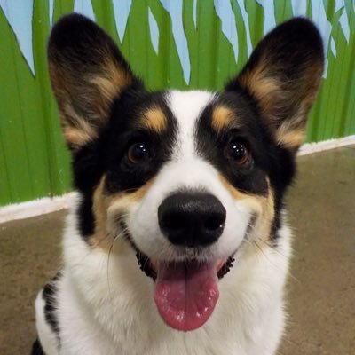 I’m a Pembroke Welsh Corgi! I love being a Therapy Dog with @pet_partners and meeting kids in the hospital. My favorite hobby is fetch! 🎾 🦴