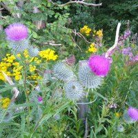 Irene Douglas (@purplepansy64) 's Twitter Profile Photo