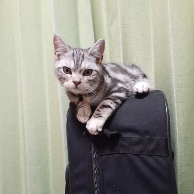 hflennon25tb's profile picture. 隠しきれないヲタ