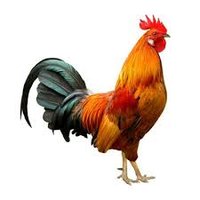 Earth Rooster(@EarthRooster2) 's Twitter Profile Photo