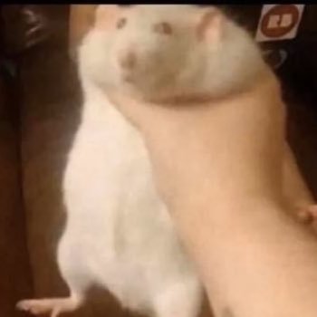 KassRito's profile picture. Male | Straight | Looking for NSFW accounts.