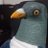 鳩鮫のアイコン