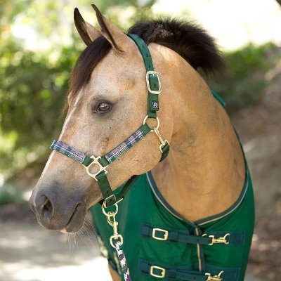 Kensington is a family-owned and operated business known for fashion-forward, high-quality equine products designed in the USA.