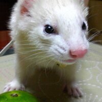 Bell (@hyperion_0325) 's Twitter Profile
