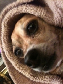 A simple southern gal who loves her Lord & her family- all 2 legged & 4 legged members!