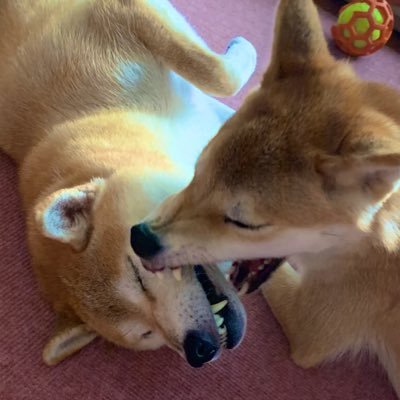 shiba48boshiko's profile picture. 愛犬家🐕🐕🐕イエベ春＆ストレート体型＊＊＊温泉宿りょうた宿泊中♨三人称ch会員📊バックヤーダー🍧＊＊＊🕺鹿島良太さん/鵜飼主水さん 🎮三人称/蘭たん 💬安元洋貴さん 🤣ジェラードン(箱推し)/如月マロンちゃん ＊＊＊「貴方がファンで良かった」と思われるファンで居たい