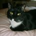 Rocco LoTempio (@roccoblogger) Twitter profile photo