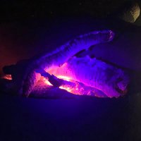 Deep Texan (@dp_texan) 's Twitter Profile