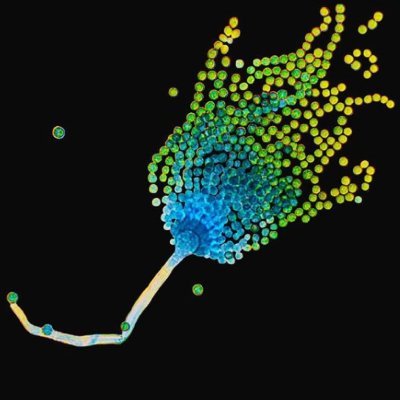 Updates from the Nancy Keller lab at University of Wisconsin-Madison. Fungal genetics, genomics, and secondary metabolism. 🍄 Managed by grad students