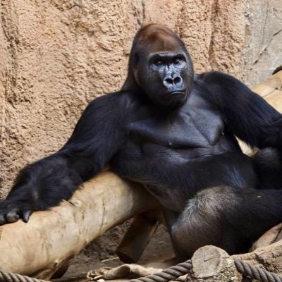 ross_whiteford's profile picture. fixer of things, furniture maker, superstar Dj, here we go”