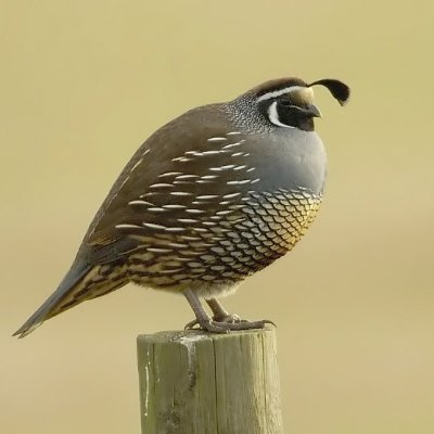 quail1981 Profile Picture
