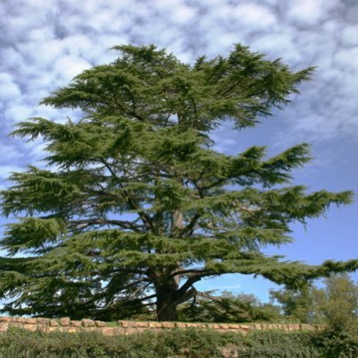 TKleem20's profile picture. I just work here | 🇱🇧 | OSU 🌰