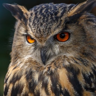 DerDiox's profile picture. Nerd der sozial denkt, alleine kann aber nicht will & sich für vieles interessiert z.B: Geschichte, Politik,Kochen, Bienen und Fotos
#fckafd
#lassteuchimpfen