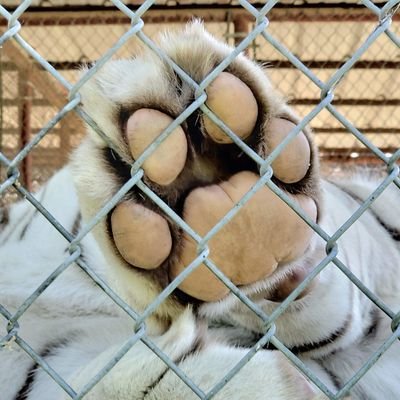 AmayaMaki's profile picture. 