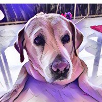 Devang (@devang2019) 's Twitter Profile