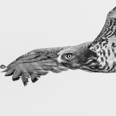 Khaldoonist's profile picture. 