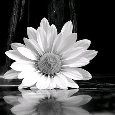 Humanrr17's profile picture. 