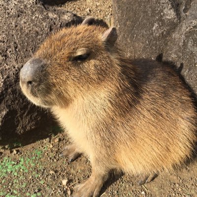 sho7356's profile picture. 千葉大建築・B.A.S.S.・魚の会・美少女制服列伝