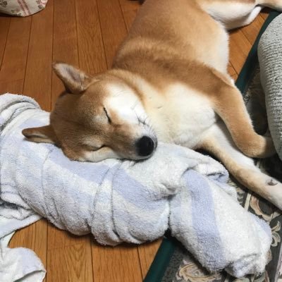 柴犬)むぎちゃん&ぎんちゃん (@shibakenmugi) / Posts / X