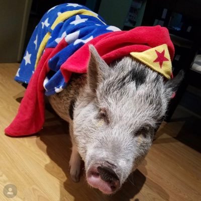 SammoHog Profile Picture