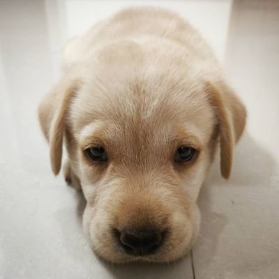 Birthday - 02'July 2020 🎈🎁🍰
Male Labrador Retriever 🐶☄️
TalesofComet@gmail.com 💌
Bangalore, India 🌏