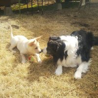 M・ＨＡＬ🦮🐄 (@gomahal) 's Twitter Profile Photo