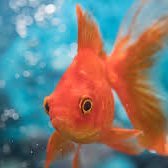 SpaceGoldfish Profile