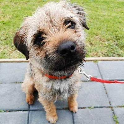 I is a boy border terrier, ex farm dog who got a bit obsessed with sheep.  I am now living in Hamilton NZ with hoo mum and dad.