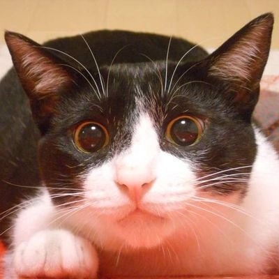 ゆかりんご GtK-T6_bMAUNoa4.jpg