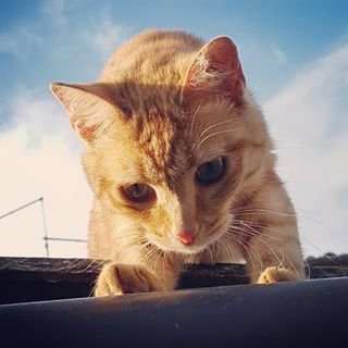 PeterDelleAlpi's profile picture. free as a bird