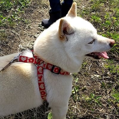 モゲラ 上沼恵美子 さんまの番組にきて昔の話ぶり返してケンカするとか 大人げなさすぎ あんたのが先輩なんだから そんな事は番組とは関係ないとこでケンカしとけや さんまのまんま