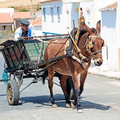 Randland's only 5 star Uber service. 
Great conversationalist 
Surreptitious advice for wool-brained farmboys 
No time for skinny innkeepers and strange friends