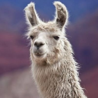 GeographyLinked's profile picture. llama is heavens!!!!