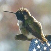 love the birds (@barbaradespain) 's Twitter Profile Photo