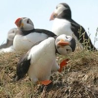 かな (@iwonder118) 's Twitter Profile Photo