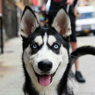 thebigdog03's profile picture. bigdog