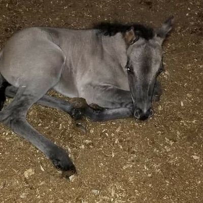 2020 AQHA Grullo Stallion. own son 9f Rawhide Dunnit.